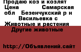 Продаю коз и козлят.  › Цена ­ 5 000 - Самарская обл., Безенчукский р-н, Васильевка с. Животные и растения » Другие животные   